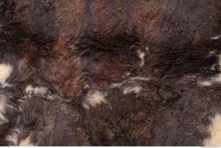 Photo Textures of Fur